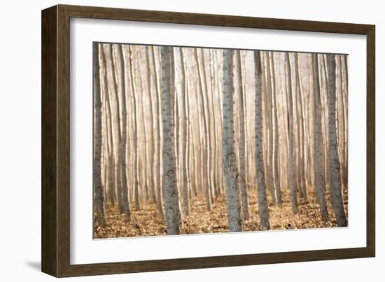 Pacific Albus II-Erin Berzel-Framed Photographic Print