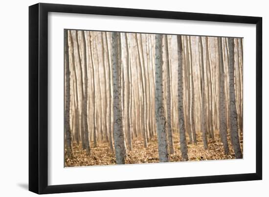 Pacific Albus II-Erin Berzel-Framed Photographic Print