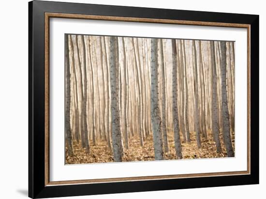 Pacific Albus II-Erin Berzel-Framed Photographic Print