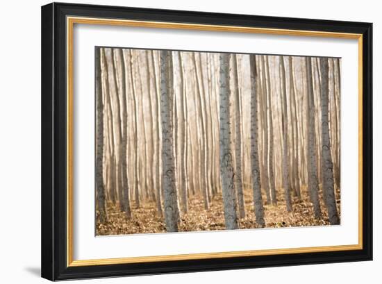 Pacific Albus II-Erin Berzel-Framed Photographic Print