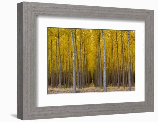Pacific Albus Trees in Orderly Fashion, Hermiston, Oregon-Chuck Haney-Framed Photographic Print