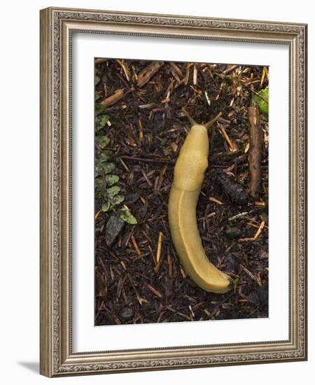 Pacific Banana Slug-Bob Gibbons-Framed Photographic Print