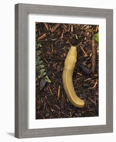 Pacific Banana Slug-Bob Gibbons-Framed Photographic Print