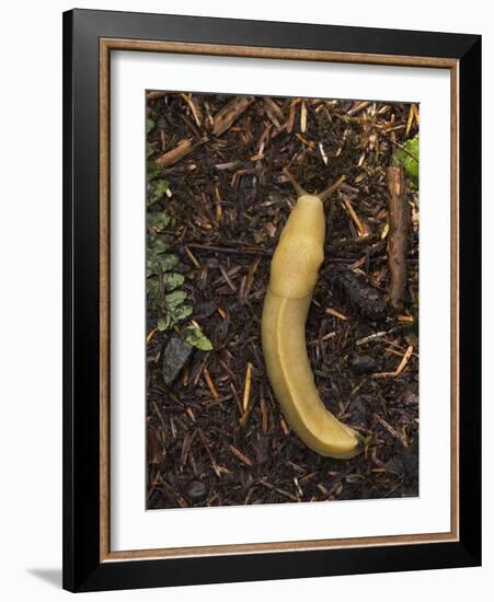 Pacific Banana Slug-Bob Gibbons-Framed Photographic Print