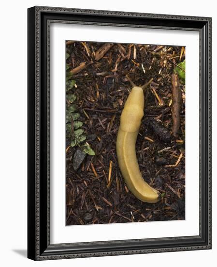 Pacific Banana Slug-Bob Gibbons-Framed Photographic Print