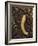 Pacific Banana Slug-Bob Gibbons-Framed Photographic Print