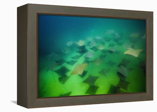 Pacific Cownose Rays (Rhinoptera Steindachneri)-Reinhard Dirscherl-Framed Premier Image Canvas