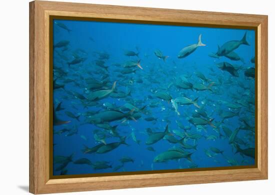 Pacific Creole-Fish-DLILLC-Framed Premier Image Canvas