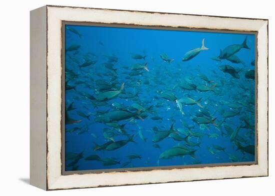 Pacific Creole-Fish-DLILLC-Framed Premier Image Canvas