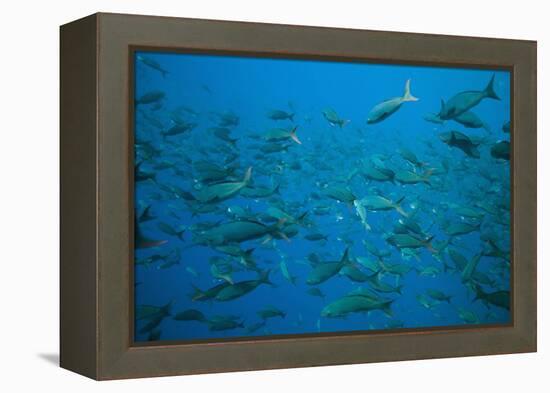 Pacific Creole-Fish-DLILLC-Framed Premier Image Canvas