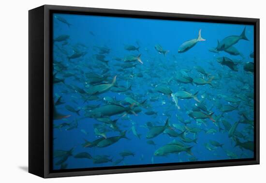 Pacific Creole-Fish-DLILLC-Framed Premier Image Canvas