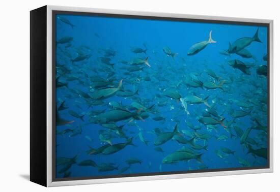 Pacific Creole-Fish-DLILLC-Framed Premier Image Canvas