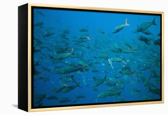 Pacific Creole-Fish-DLILLC-Framed Premier Image Canvas
