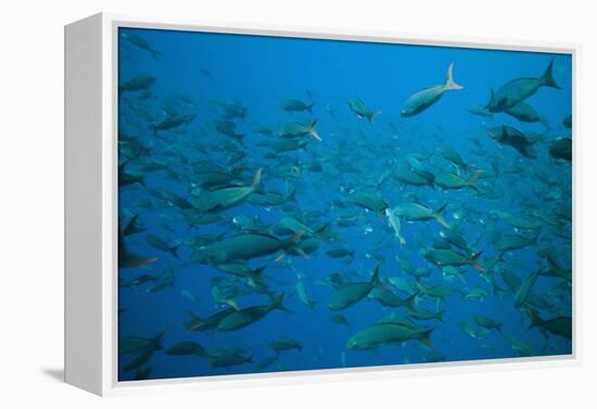 Pacific Creole-Fish-DLILLC-Framed Premier Image Canvas