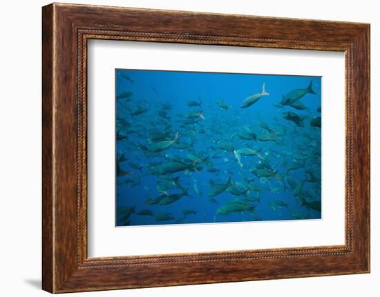 Pacific Creole-Fish-DLILLC-Framed Photographic Print