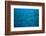 Pacific Creole-Fish-DLILLC-Framed Photographic Print