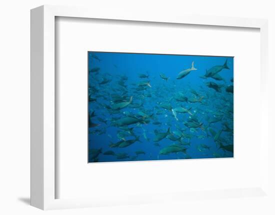 Pacific Creole-Fish-DLILLC-Framed Photographic Print