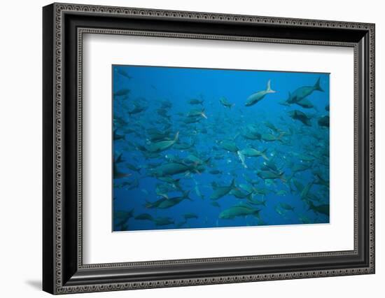 Pacific Creole-Fish-DLILLC-Framed Photographic Print