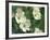 Pacific Dogwood Along Merced River, Yosemite National Park, California, USA-Adam Jones-Framed Photographic Print