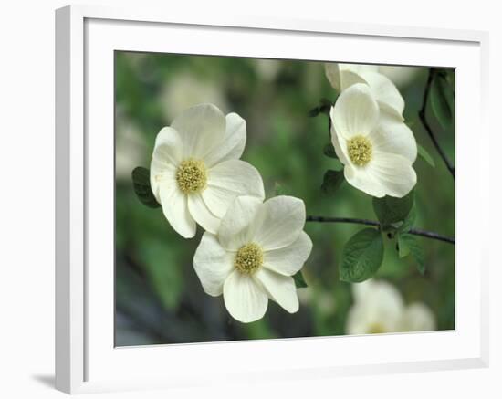 Pacific Dogwood Along Merced River, Yosemite National Park, California, USA-Adam Jones-Framed Photographic Print