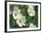 Pacific Dogwood Along Merced River, Yosemite National Park, California, USA-Adam Jones-Framed Photographic Print