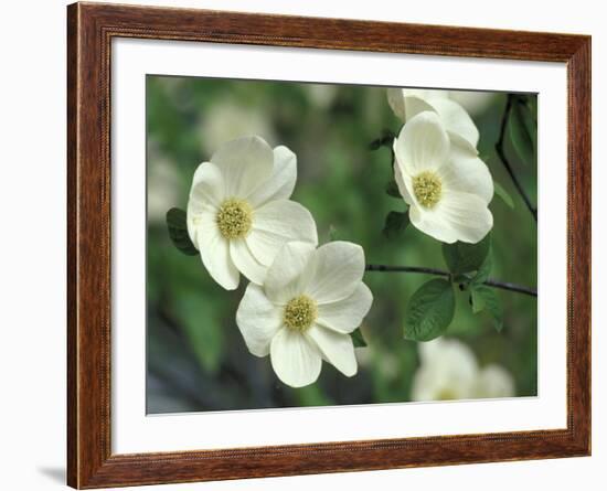 Pacific Dogwood Along Merced River, Yosemite National Park, California, USA-Adam Jones-Framed Photographic Print