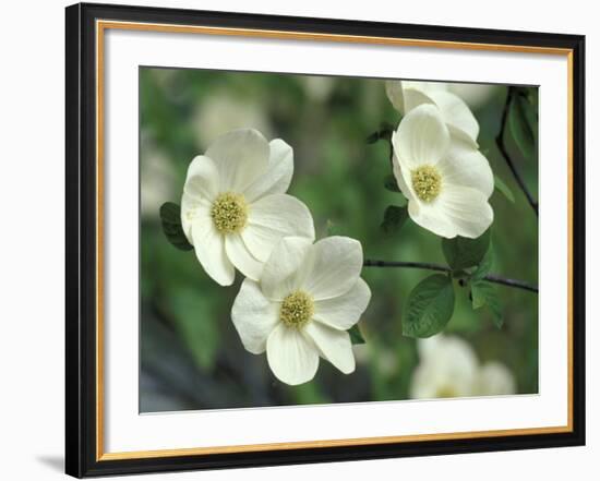 Pacific Dogwood Along Merced River, Yosemite National Park, California, USA-Adam Jones-Framed Photographic Print