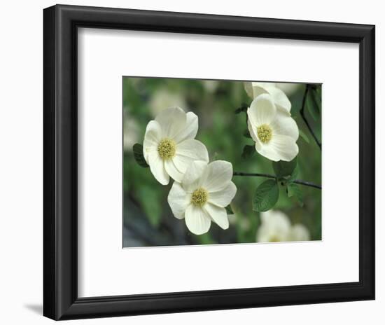 Pacific Dogwood Along Merced River, Yosemite National Park, California, USA-Adam Jones-Framed Photographic Print