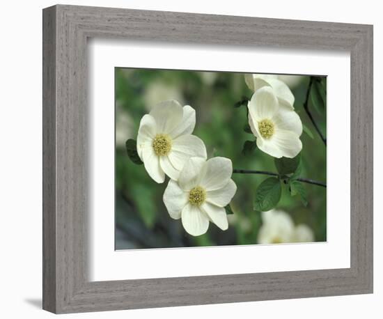 Pacific Dogwood Along Merced River, Yosemite National Park, California, USA-Adam Jones-Framed Photographic Print