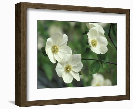 Pacific Dogwood Along Merced River, Yosemite National Park, California, USA-Adam Jones-Framed Photographic Print