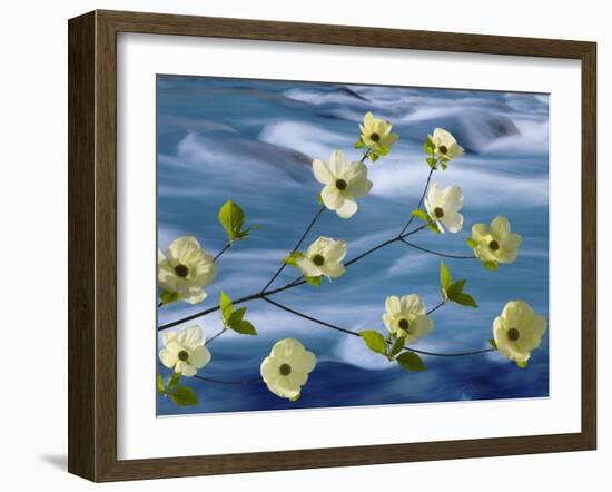 Pacific Dogwood Blossoms, Hood Canal, Washington, USA-Don Paulson-Framed Photographic Print