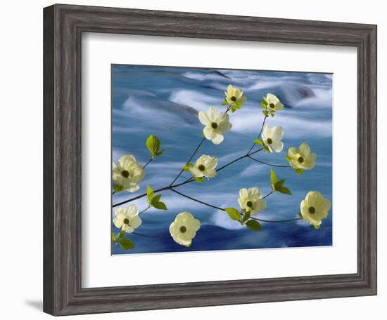 Pacific Dogwood Blossoms, Hood Canal, Washington, USA-Don Paulson-Framed Photographic Print