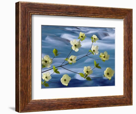 Pacific Dogwood Blossoms, Hood Canal, Washington, USA-Don Paulson-Framed Photographic Print