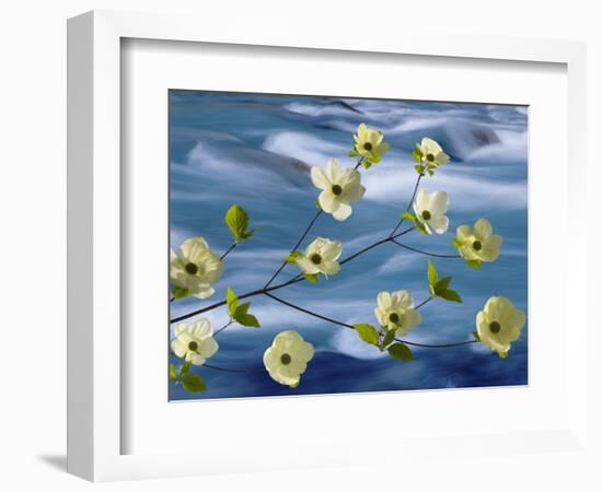 Pacific Dogwood Blossoms, Hood Canal, Washington, USA-Don Paulson-Framed Photographic Print