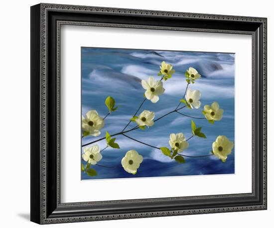 Pacific Dogwood Blossoms, Hood Canal, Washington, USA-Don Paulson-Framed Photographic Print