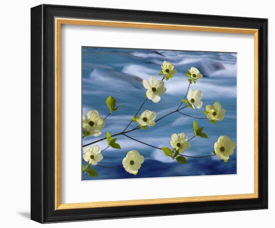 Pacific Dogwood Blossoms, Hood Canal, Washington, USA-Don Paulson-Framed Photographic Print