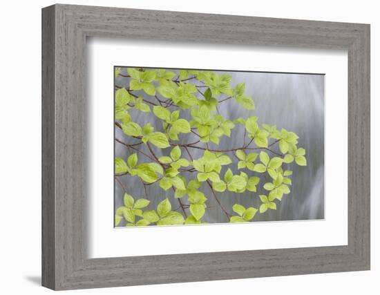 Pacific Dogwood Branch over Rainbow Creek, Stehekin, Washington, USA-Jaynes Gallery-Framed Photographic Print