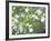 Pacific Dogwood Tree in Bloom, Yosemite National Park, California, USA-Adam Jones-Framed Photographic Print