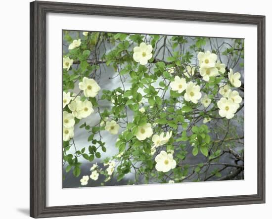 Pacific Dogwood Tree in Bloom, Yosemite National Park, California, USA-Adam Jones-Framed Photographic Print