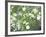 Pacific Dogwood Tree in Bloom, Yosemite National Park, California, USA-Adam Jones-Framed Photographic Print