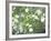 Pacific Dogwood Tree in Bloom, Yosemite National Park, California, USA-Adam Jones-Framed Photographic Print