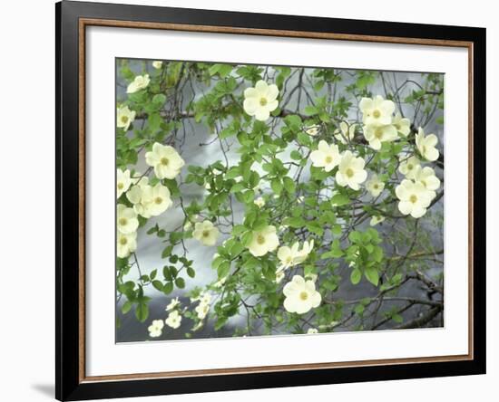 Pacific Dogwood Tree in Bloom, Yosemite National Park, California, USA-Adam Jones-Framed Photographic Print