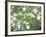 Pacific Dogwood Tree in Bloom, Yosemite National Park, California, USA-Adam Jones-Framed Photographic Print