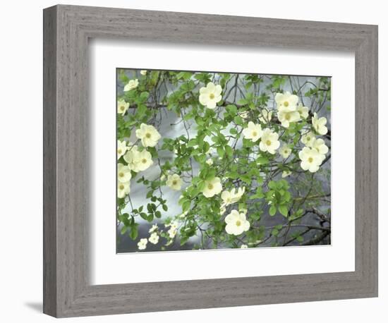 Pacific Dogwood Tree in Bloom, Yosemite National Park, California, USA-Adam Jones-Framed Photographic Print