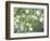 Pacific Dogwood Tree in Bloom, Yosemite National Park, California, USA-Adam Jones-Framed Photographic Print