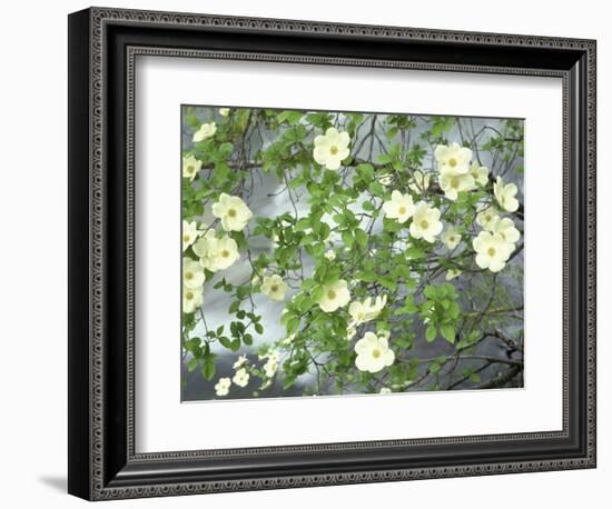 Pacific Dogwood Tree in Bloom, Yosemite National Park, California, USA-Adam Jones-Framed Photographic Print