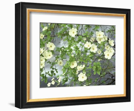 Pacific Dogwood Tree in Bloom, Yosemite National Park, California, USA-Adam Jones-Framed Photographic Print