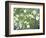 Pacific Dogwood Tree in Bloom, Yosemite National Park, California, USA-Adam Jones-Framed Photographic Print