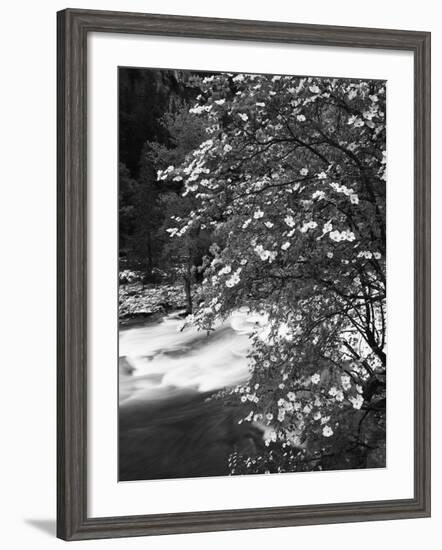 Pacific Dogwood Tree, Merced River, Yosemite National Park, California, USA-Adam Jones-Framed Photographic Print