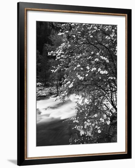 Pacific Dogwood Tree, Merced River, Yosemite National Park, California, USA-Adam Jones-Framed Photographic Print